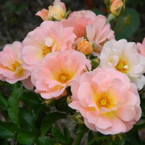 Shop - Rosa Peach Drift® - orange - bodendecker rosen  - diskret duftend - Alain Meilland - -